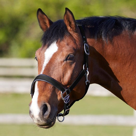 Bitz Deluxe Padded Headcollar